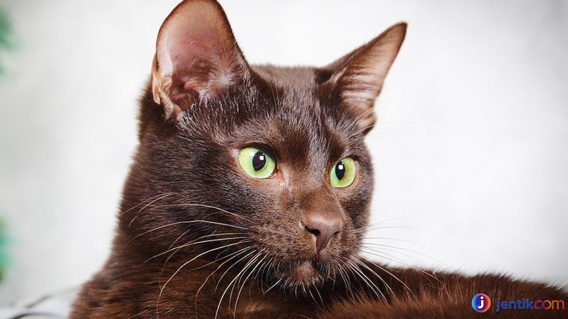 Kucing Havana: Ras yang Elegan dengan Karakter Penuh Kasih