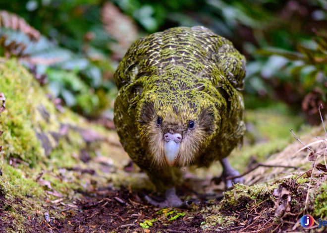 Mengenal Kakapo: Burung Terberat dan Tercantik yang Langka