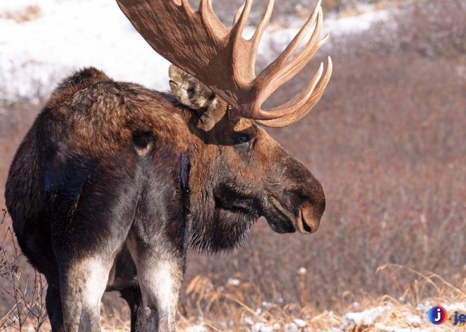Alces di Hutan Boreal: Antara Keanggunan dan Kekuatan