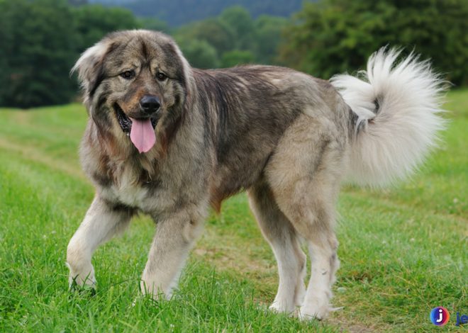 Caucasian Shepherd: Anjing Penjaga yang Luar Biasa dan Setia