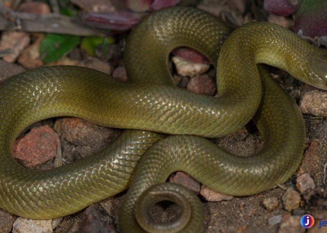 Ular Lamprophis: Mengenal Karakteristik dan Habitatsnya