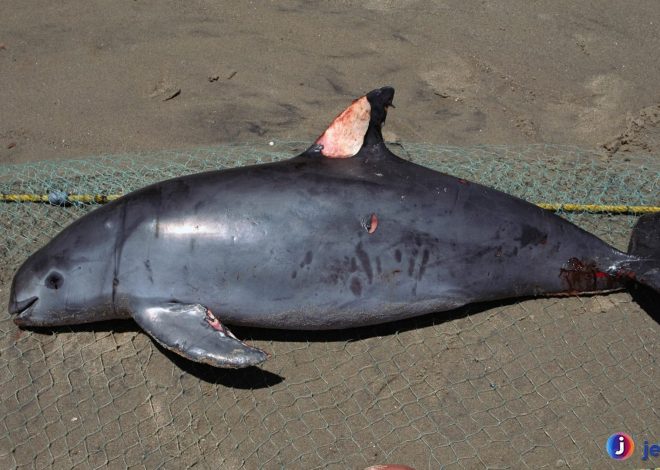 Apa Itu Vaquita? Spesies Langka yang Memerlukan Perhatian
