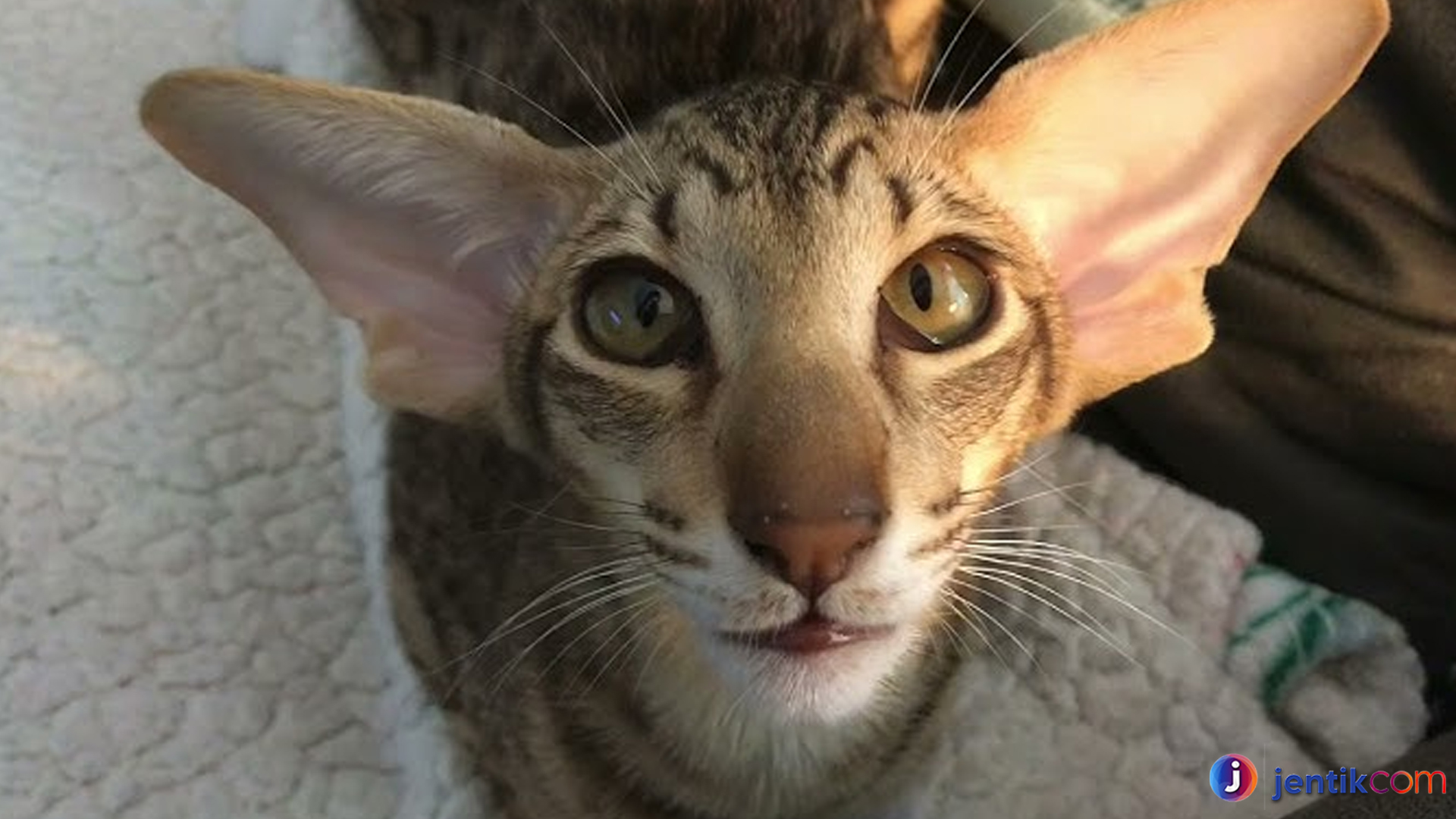 Keistimewaan Oriental Shorthair Kucing Elegan yang Penuh Energi
