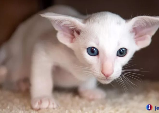 Keistimewaan Oriental Shorthair Kucing Elegan yang Penuh Energi