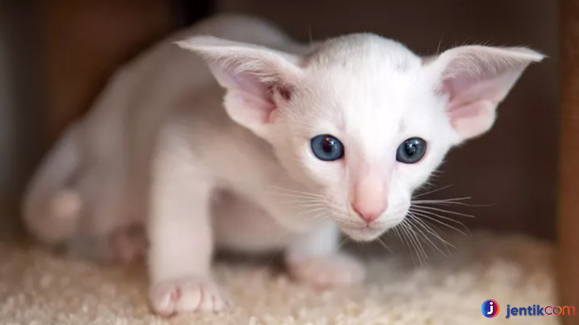 Keistimewaan Oriental Shorthair Kucing Elegan yang Penuh Energi