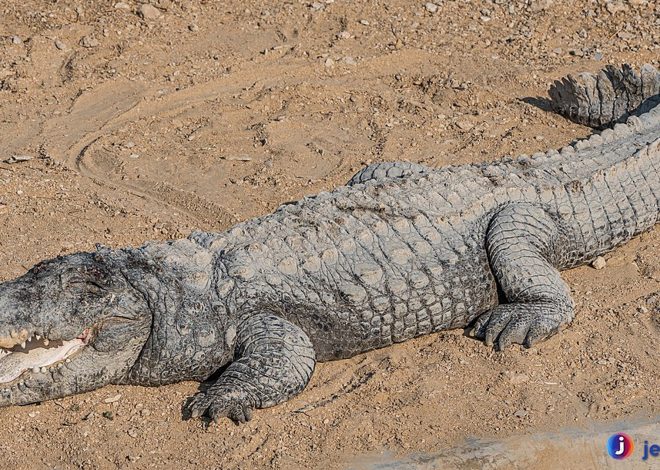 Mengenal Buaya Rawa: Predator Berbahaya di Perairan Tropis