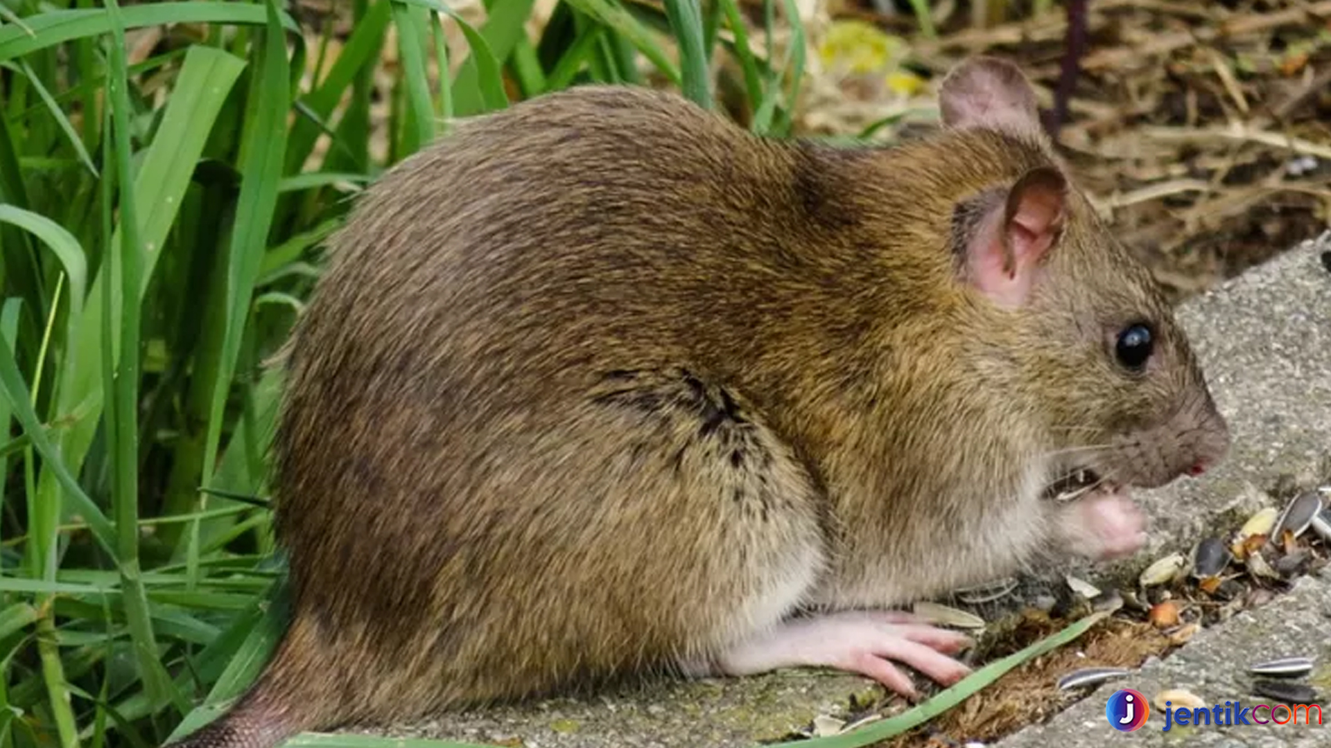 Si Tikus Hutan: Si Kecil yang Cerdik di Tengah Hutan lebat