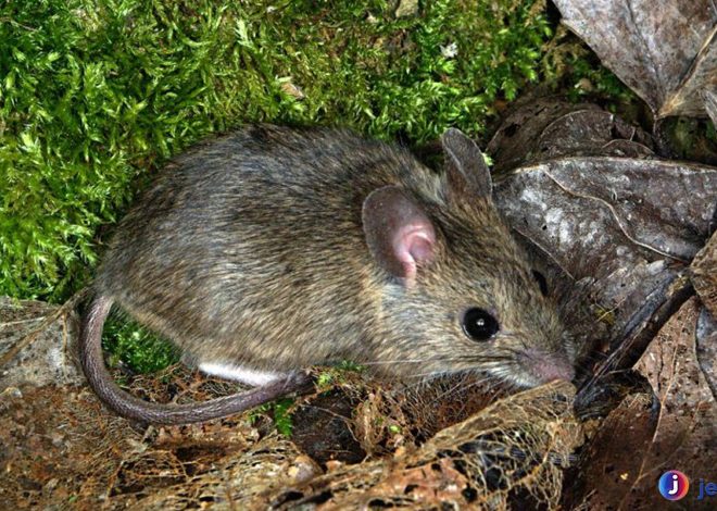 Si Tikus Hutan: Si Kecil yang Cerdik di Tengah Hutan lebat