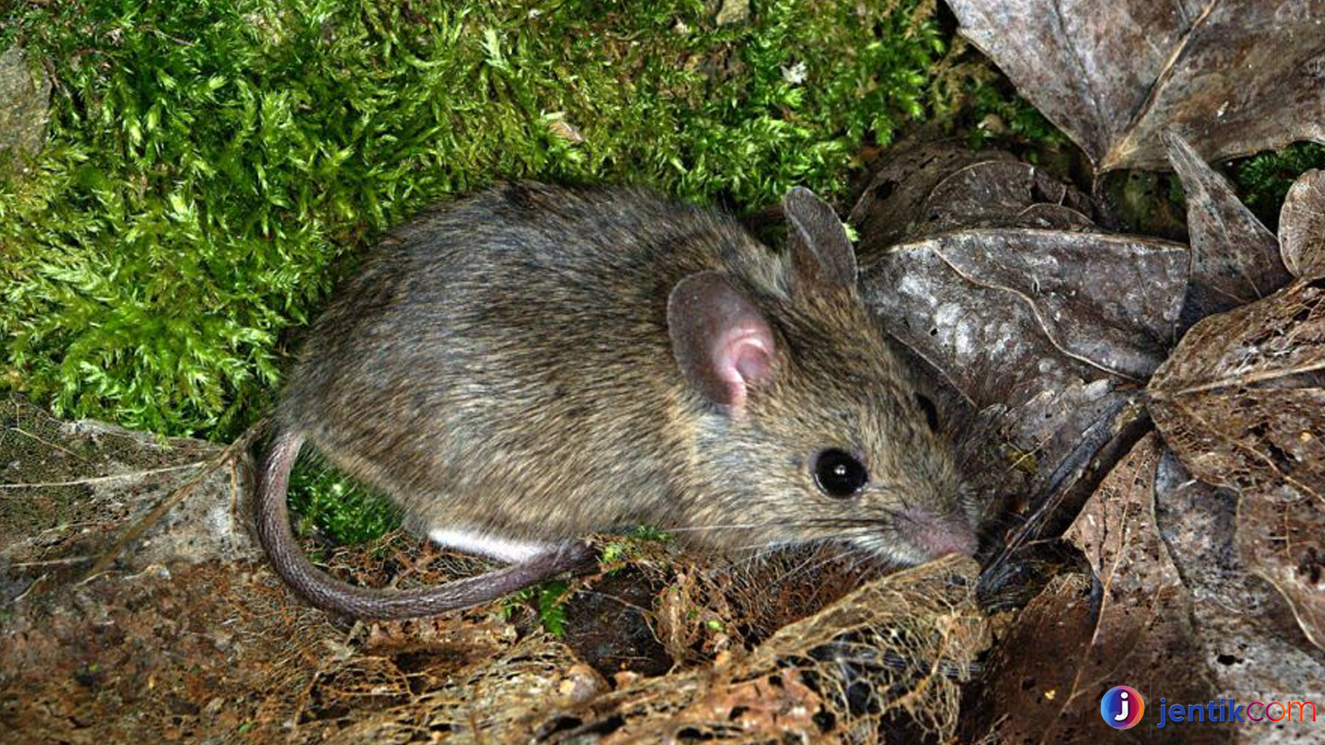 Si Tikus Hutan: Si Kecil yang Cerdik di Tengah Hutan lebat