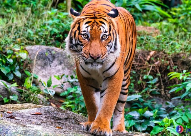 Fakta Unik Harimau Malaya yang Mungkin Belum Anda Ketahui