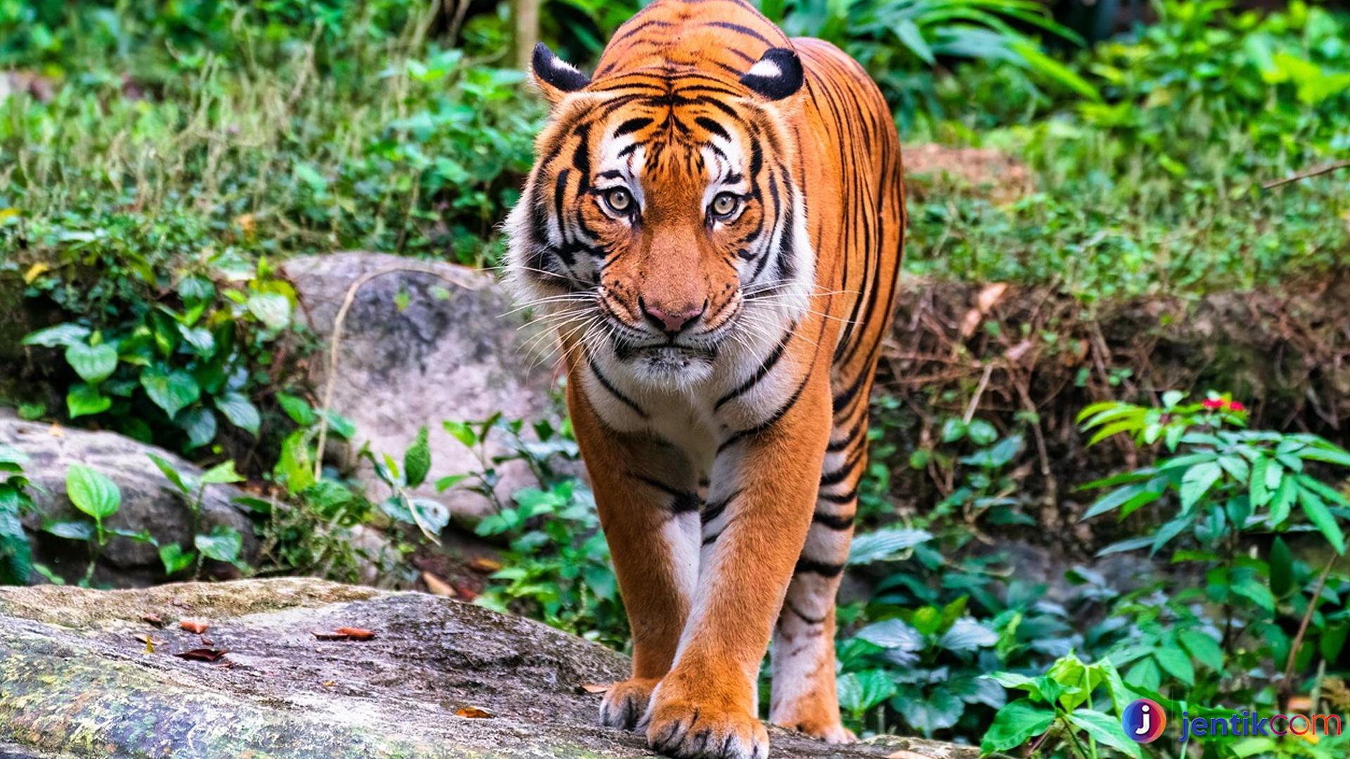 Fakta Unik Harimau Malaya yang Mungkin Belum Anda Ketahui
