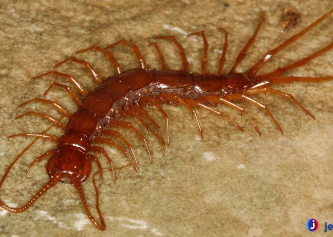 Lithobiomorpha: Keajaiban Dunia Kecil dalam Tanah dan Serangga
