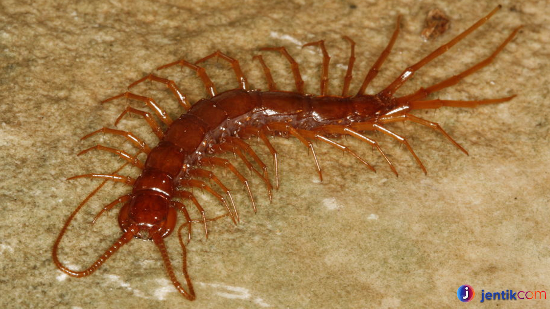 Lithobiomorpha: Keajaiban Dunia Kecil dalam Tanah dan Serangga
