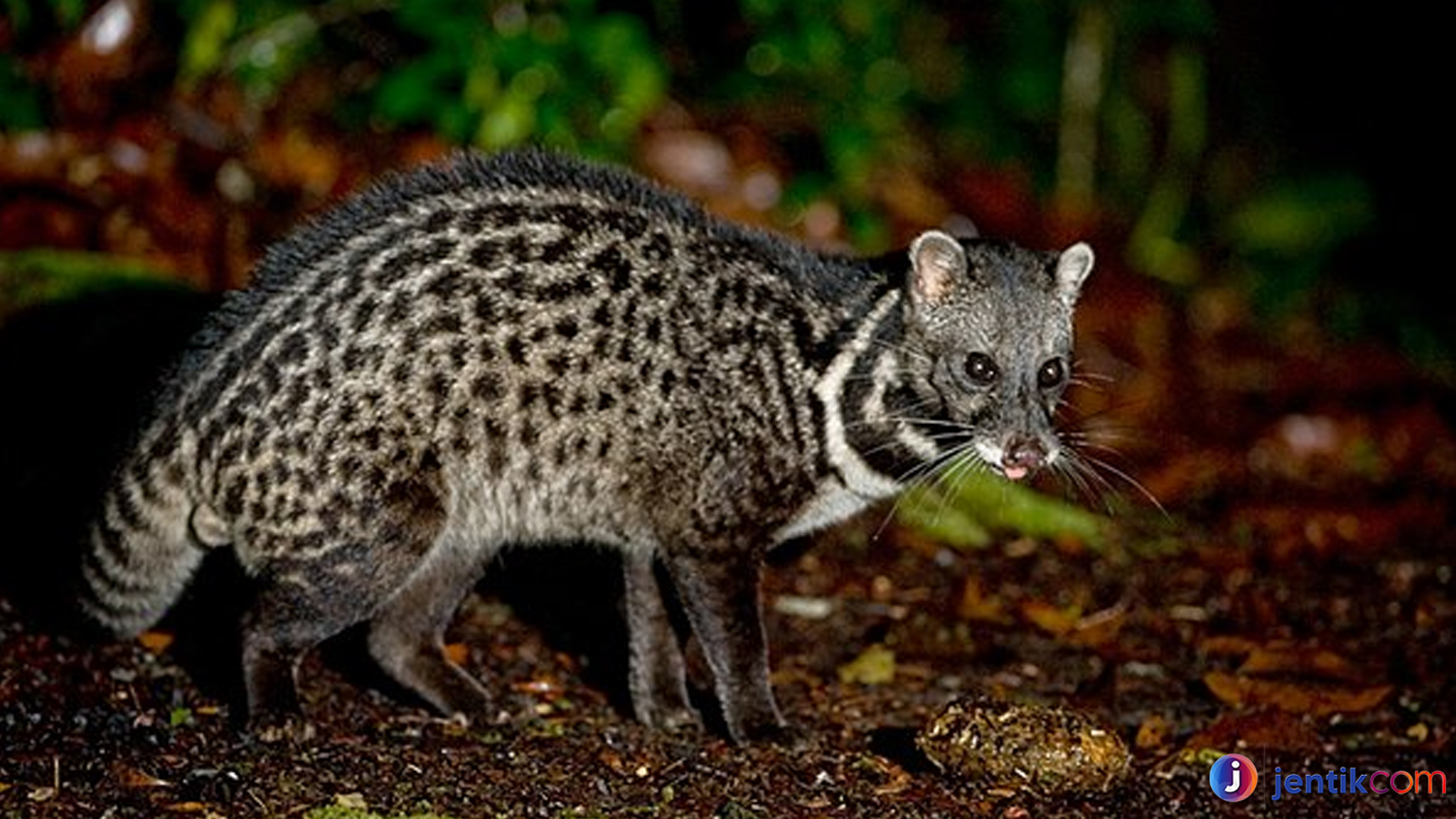 Mengenal Viverra: Satwa Unik Eksotis dari Keluarga Musang