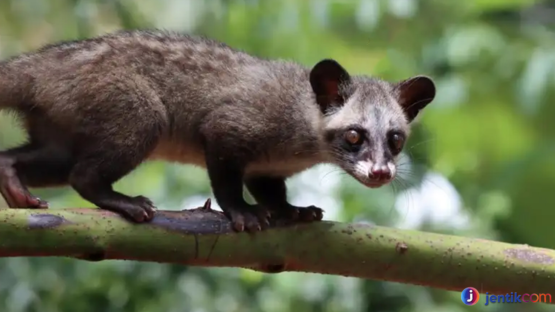 Musang Luwak: Si Penjelajah Malam dengan Peran Unik di Alam