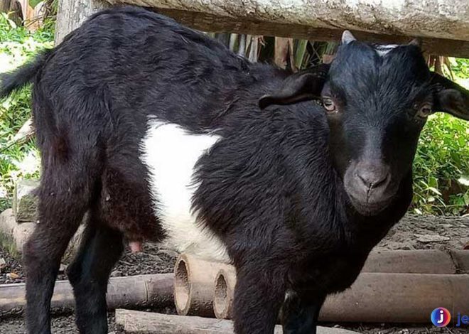 Keistimewaan Kambing Kacang Asli yang Jarang Orang Tahu
