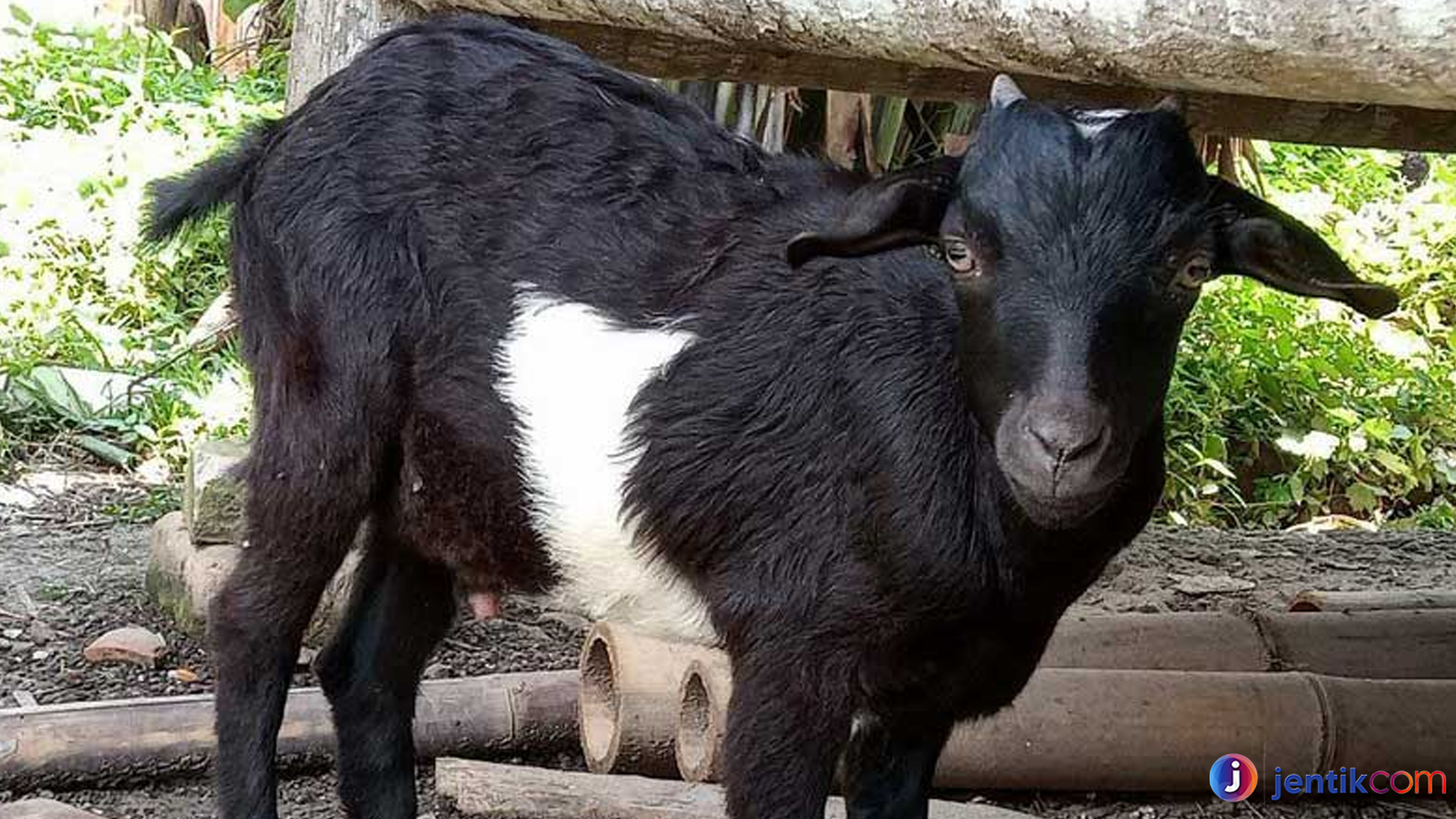 Keistimewaan Kambing Kacang Asli yang Jarang Orang Tahu