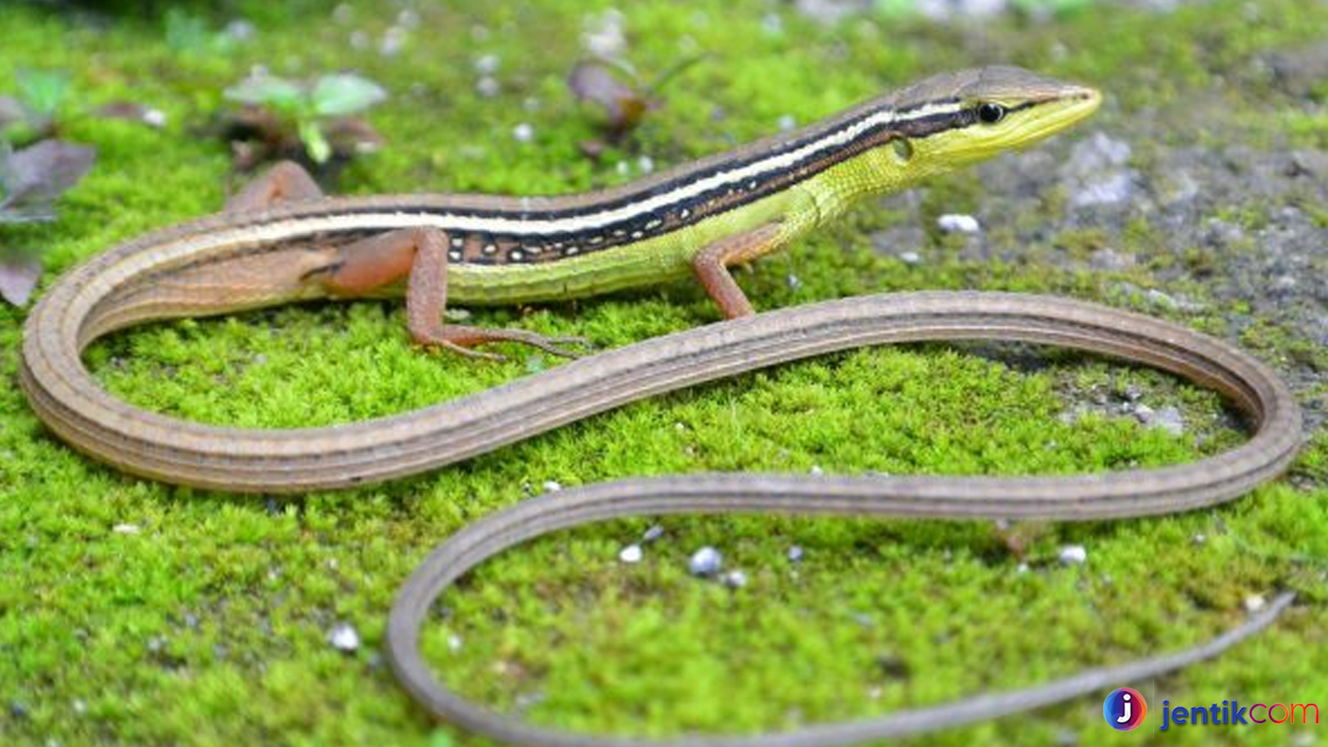 Kadal Rumput, Hewan Kecil dengan Keindahan Tersembunyi