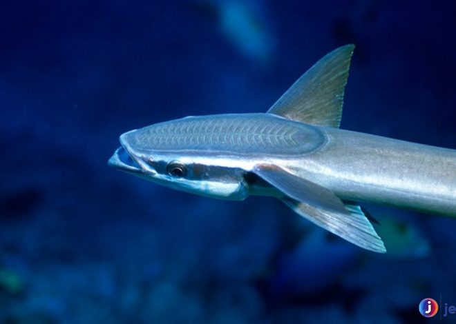 Keunikan Remora, Ikan yang Gak Pernah Sendirian di Laut