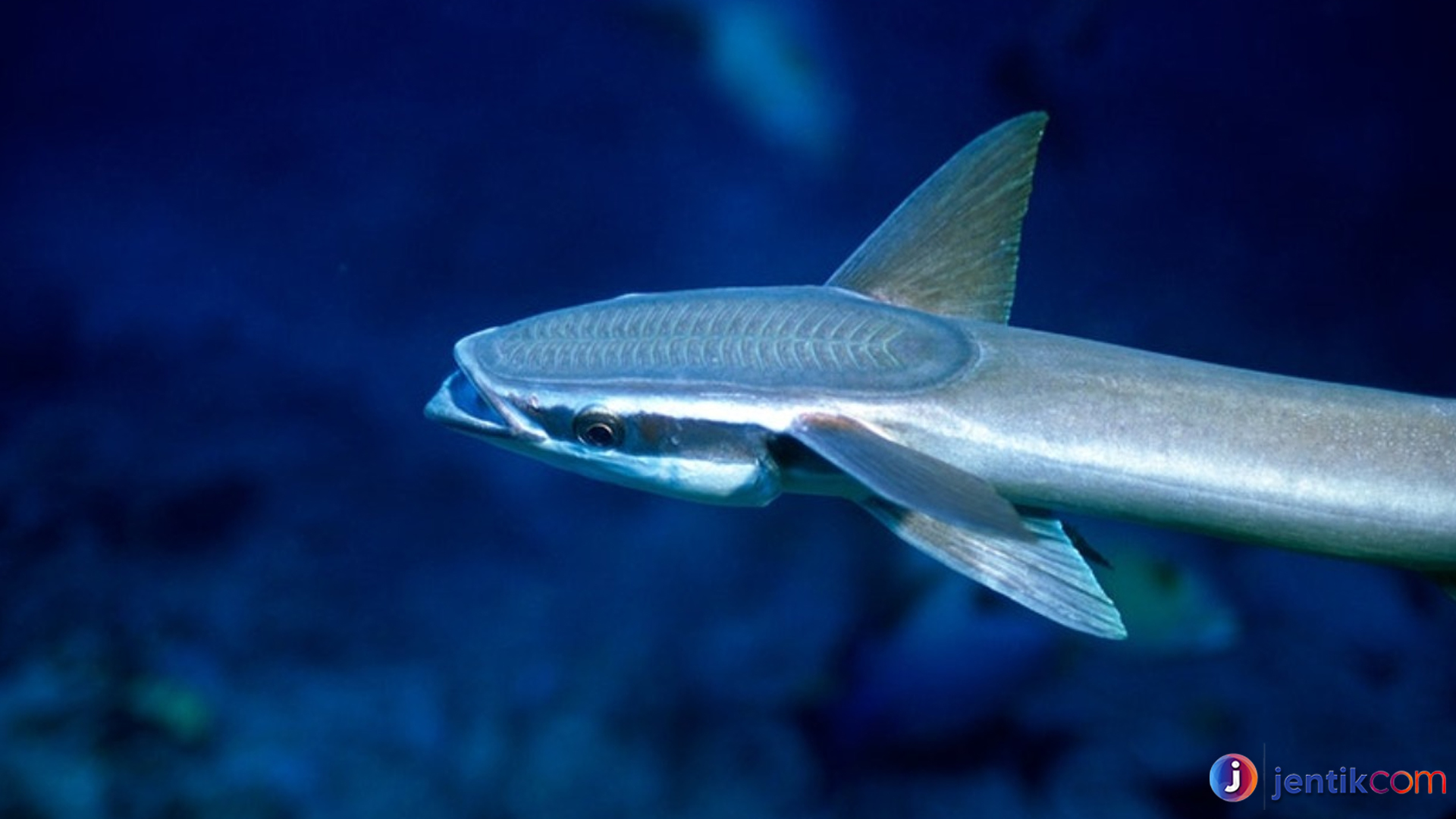 Keunikan Remora, Ikan yang Gak Pernah Sendirian di Laut