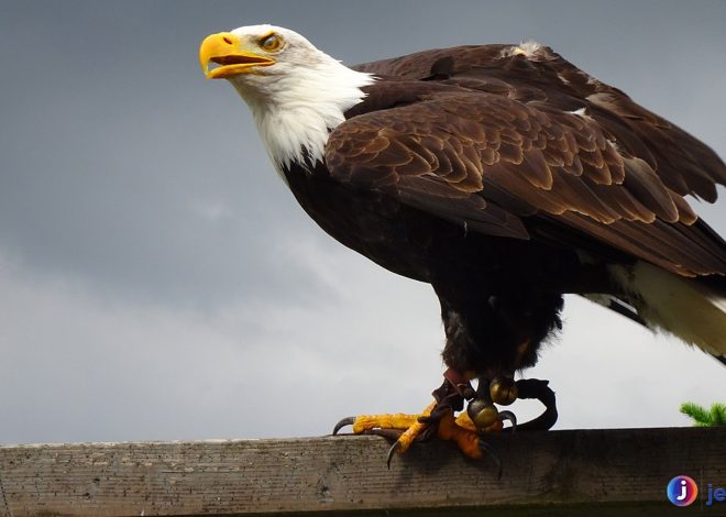 Kehebatan Elang Ekor Putih di Dunia Burung Pemangsa Liar Alam