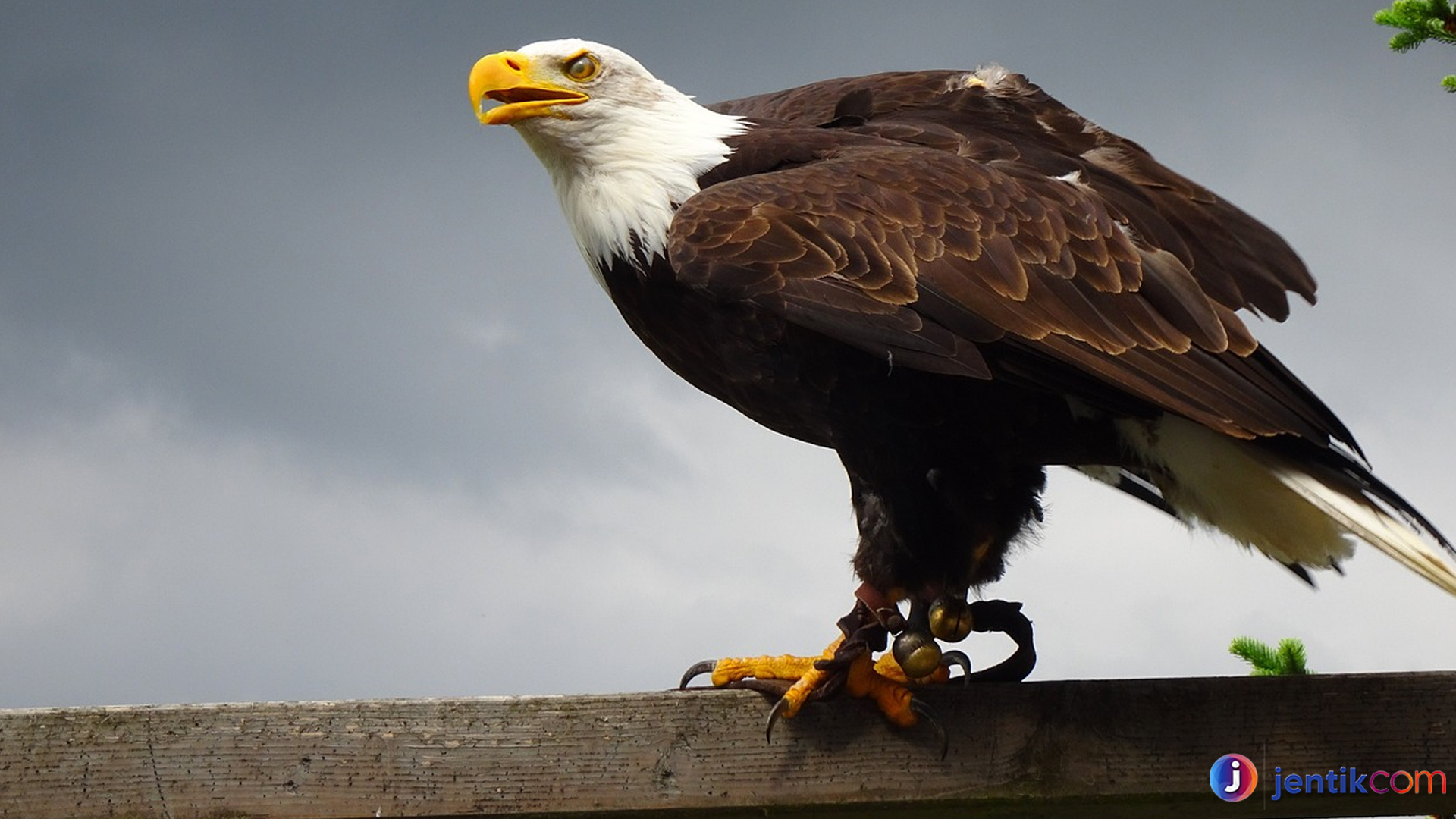 Kehebatan Elang Ekor Putih di Dunia Burung Pemangsa Liar Alam