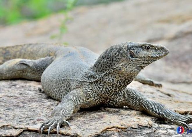Mengenal Biawak India: Predator Cerdas dan Penjelajah Alam