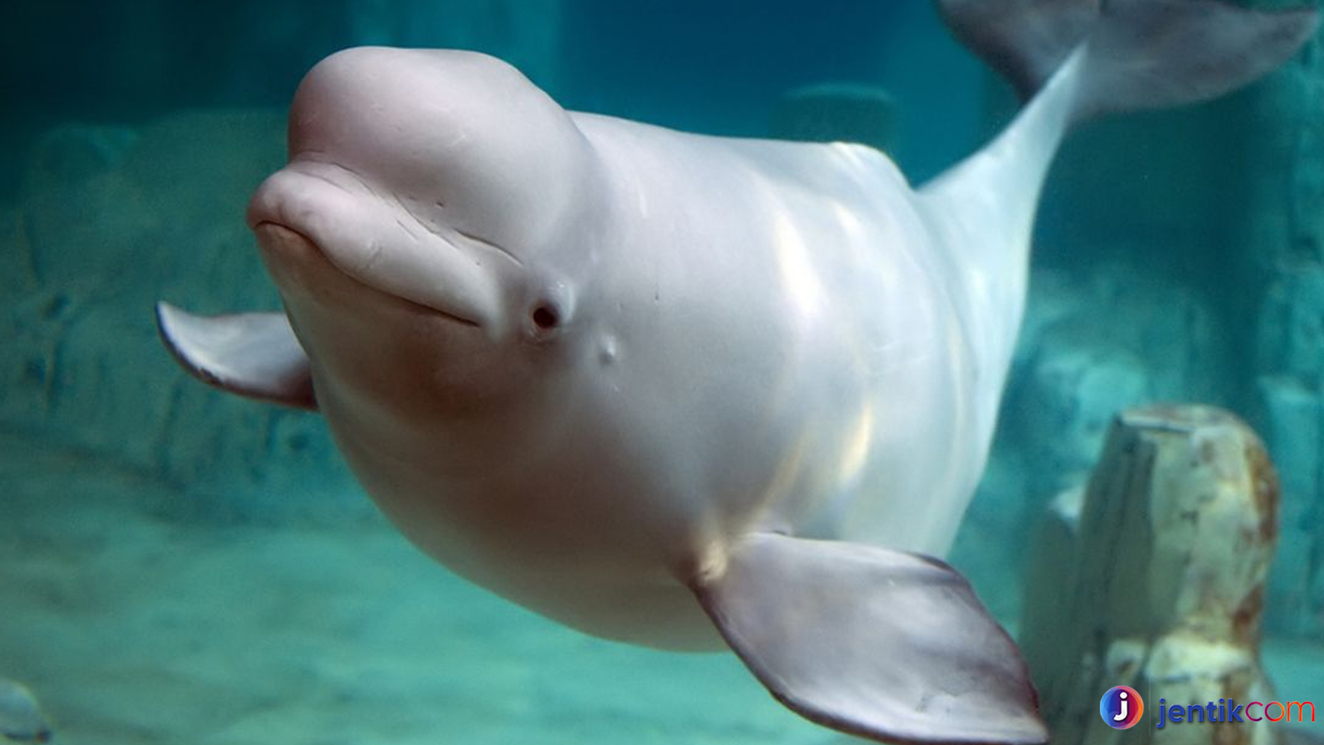 Paus Beluga: Mamalia Laut dengan Suara yang Mengagumkan