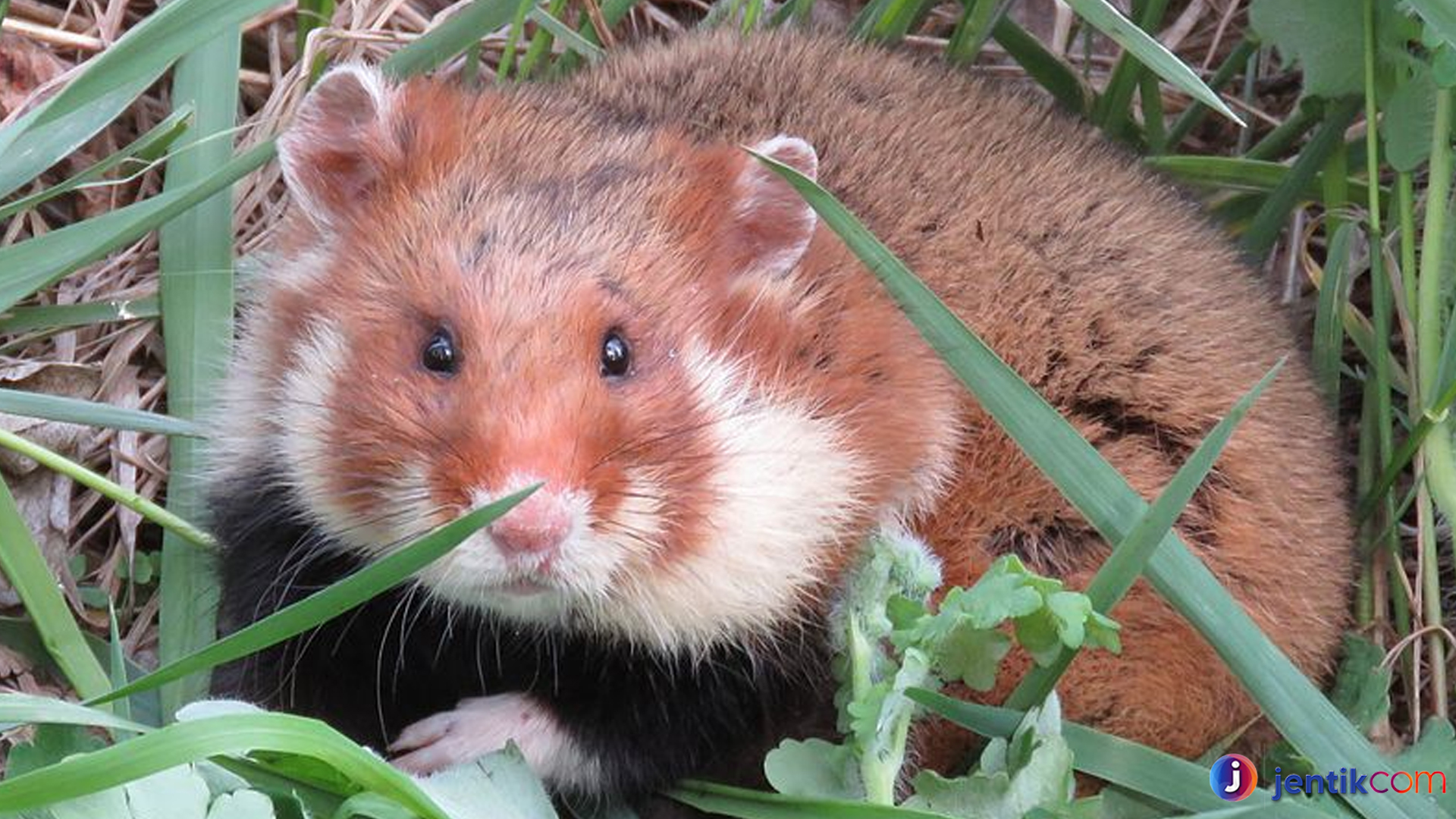 Perjuangan Hamster Eropa Bertahan di Tengah Perubahan Alam