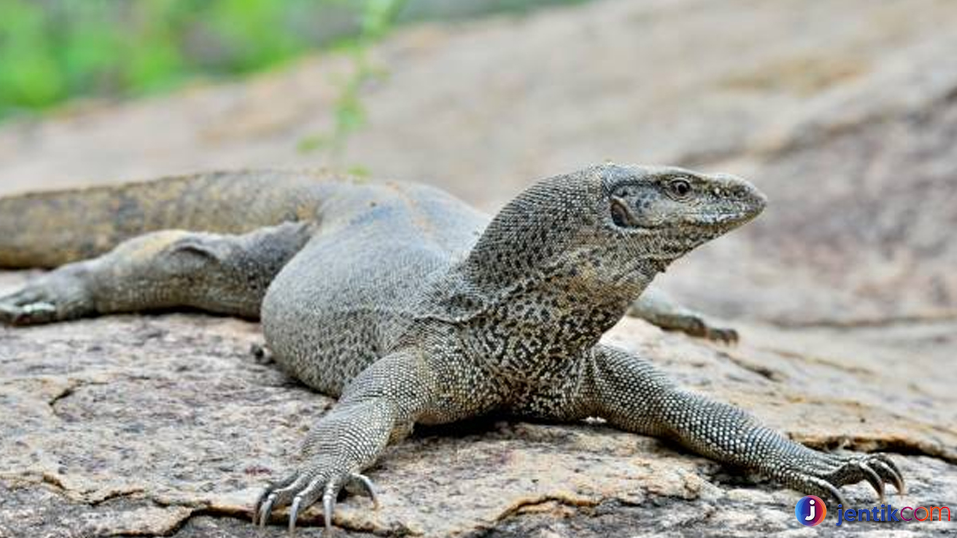 Mengenal Biawak India: Predator Cerdas dan Penjelajah Alam