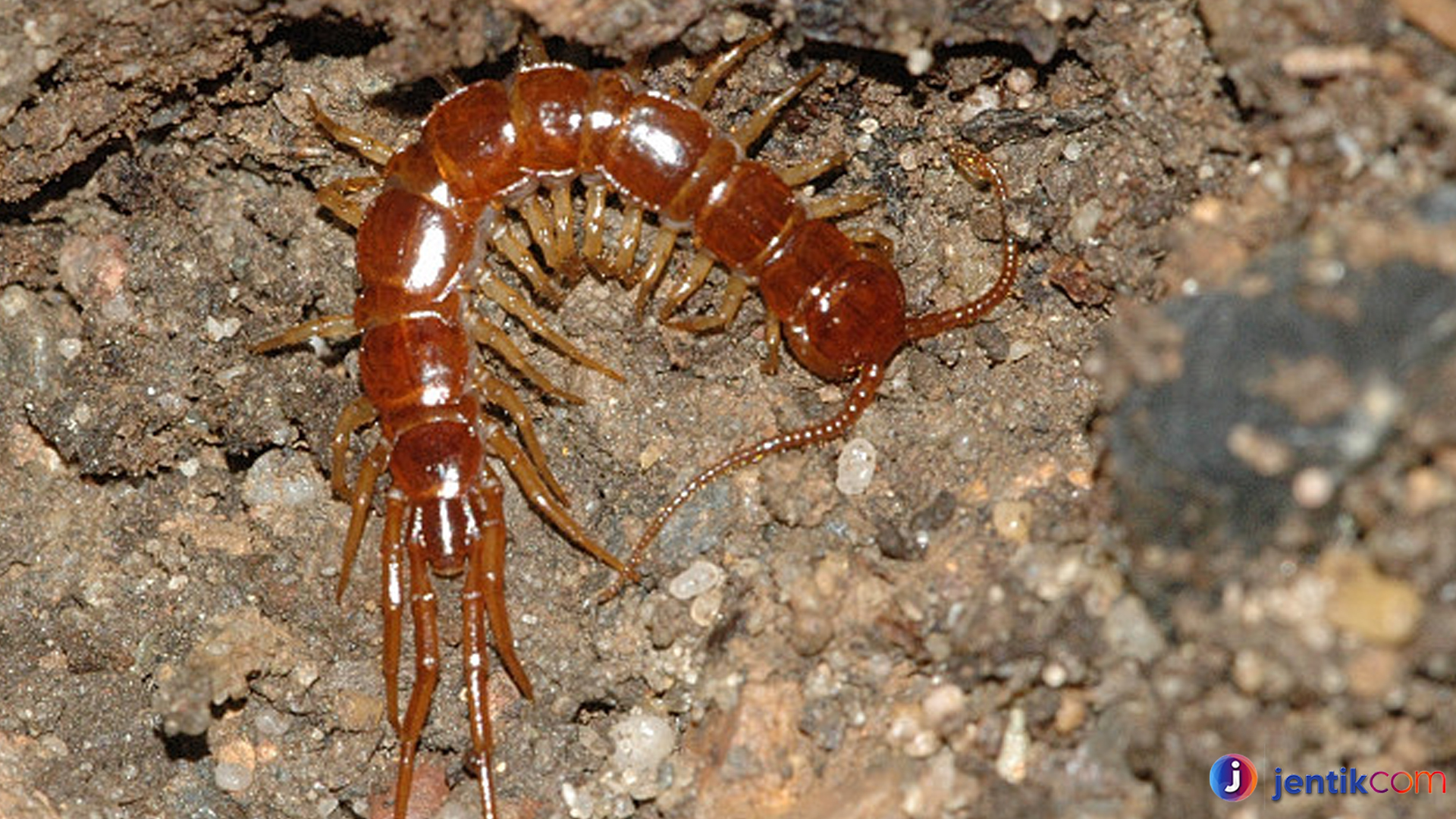 Lithobiomorpha: Keajaiban Dunia Kecil dalam Tanah dan Serangga