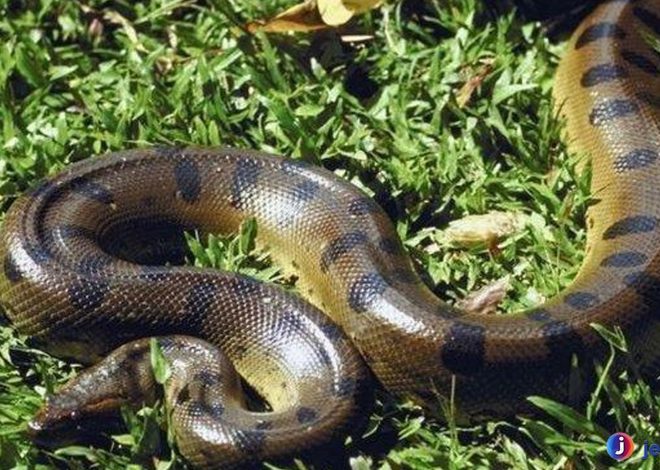 Mengenal Anakonda Hijau: Ular Raksasa dari Hutan Amazon