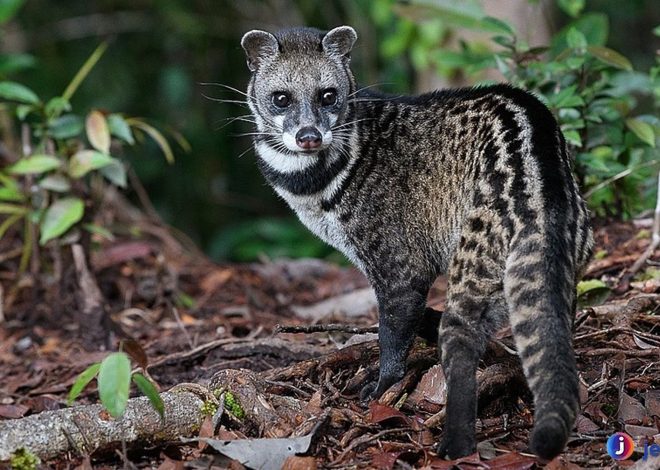 Mengenal Viverra: Satwa Unik Eksotis dari Keluarga Musang