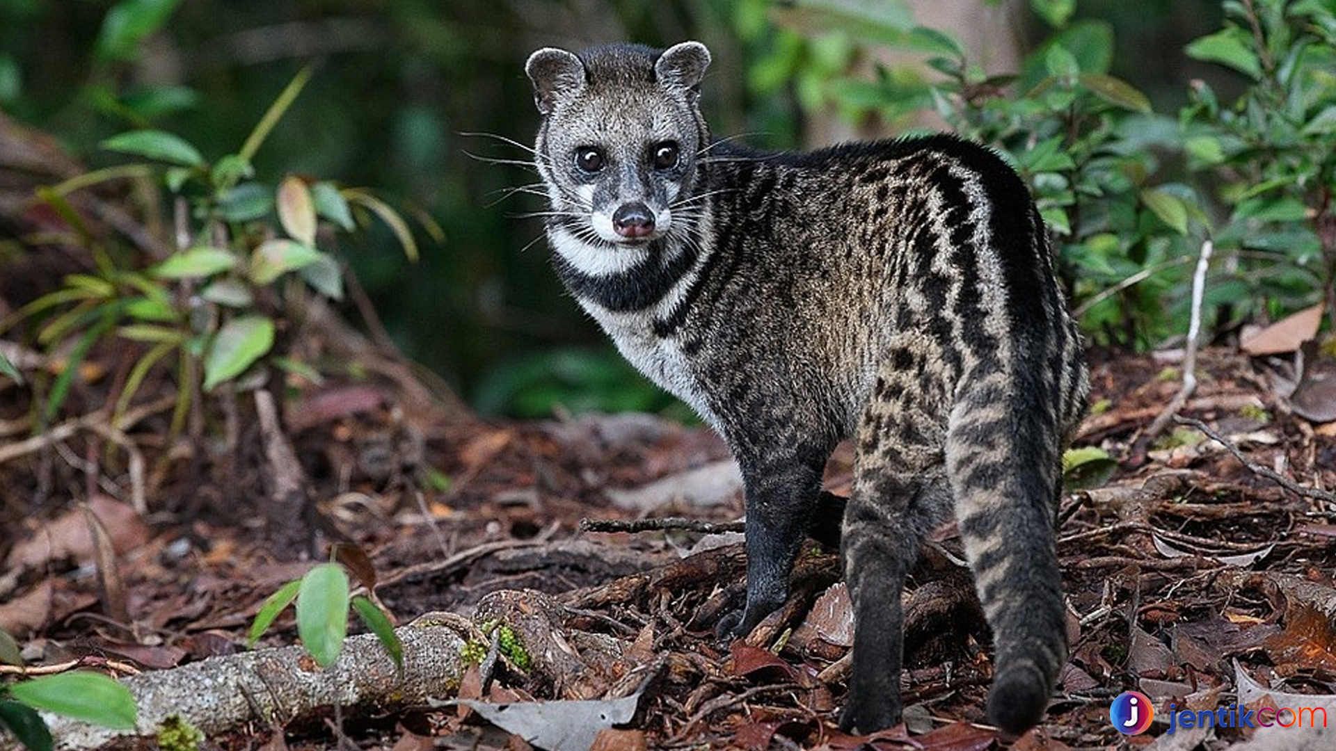 Mengenal Viverra: Satwa Unik Eksotis dari Keluarga Musang