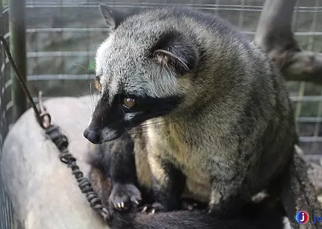 Musang Luwak: Si Penjelajah Malam dengan Peran Unik di Alam