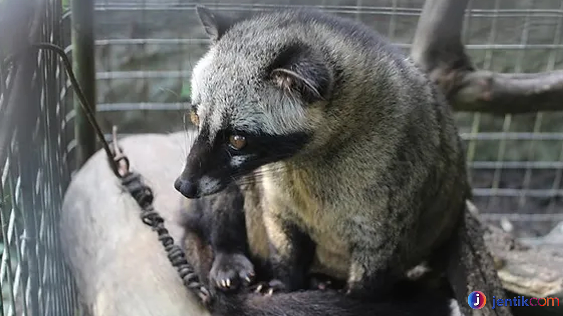 Musang Luwak: Si Penjelajah Malam dengan Peran Unik di Alam