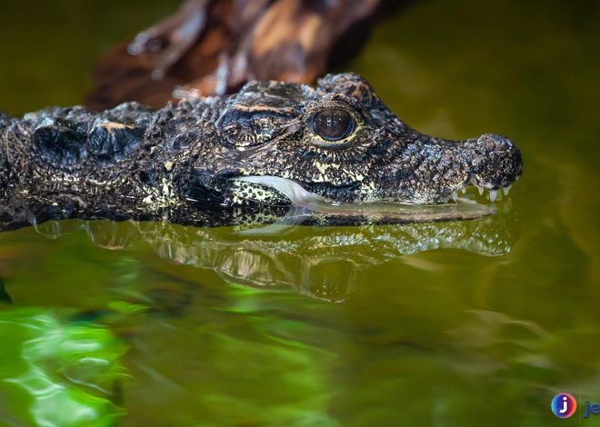 Jejak Buaya Kerdil di Alam: Rahasia Reptil Mini yang Memukau