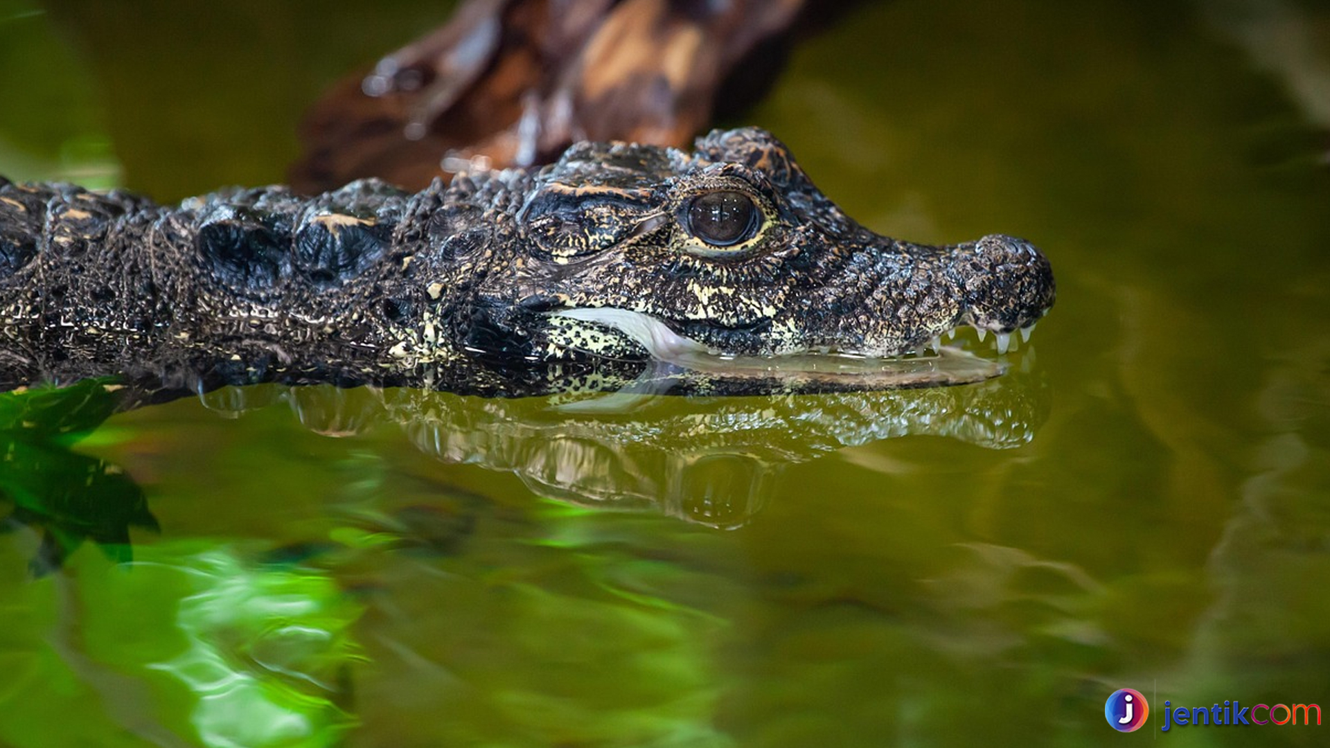 Jejak Buaya Kerdil di Alam: Rahasia Reptil Mini yang Memukau