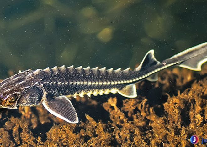 Mengenal Ikan Sturgeon, Raja Ikan yang Jadi Primadona Kaviar