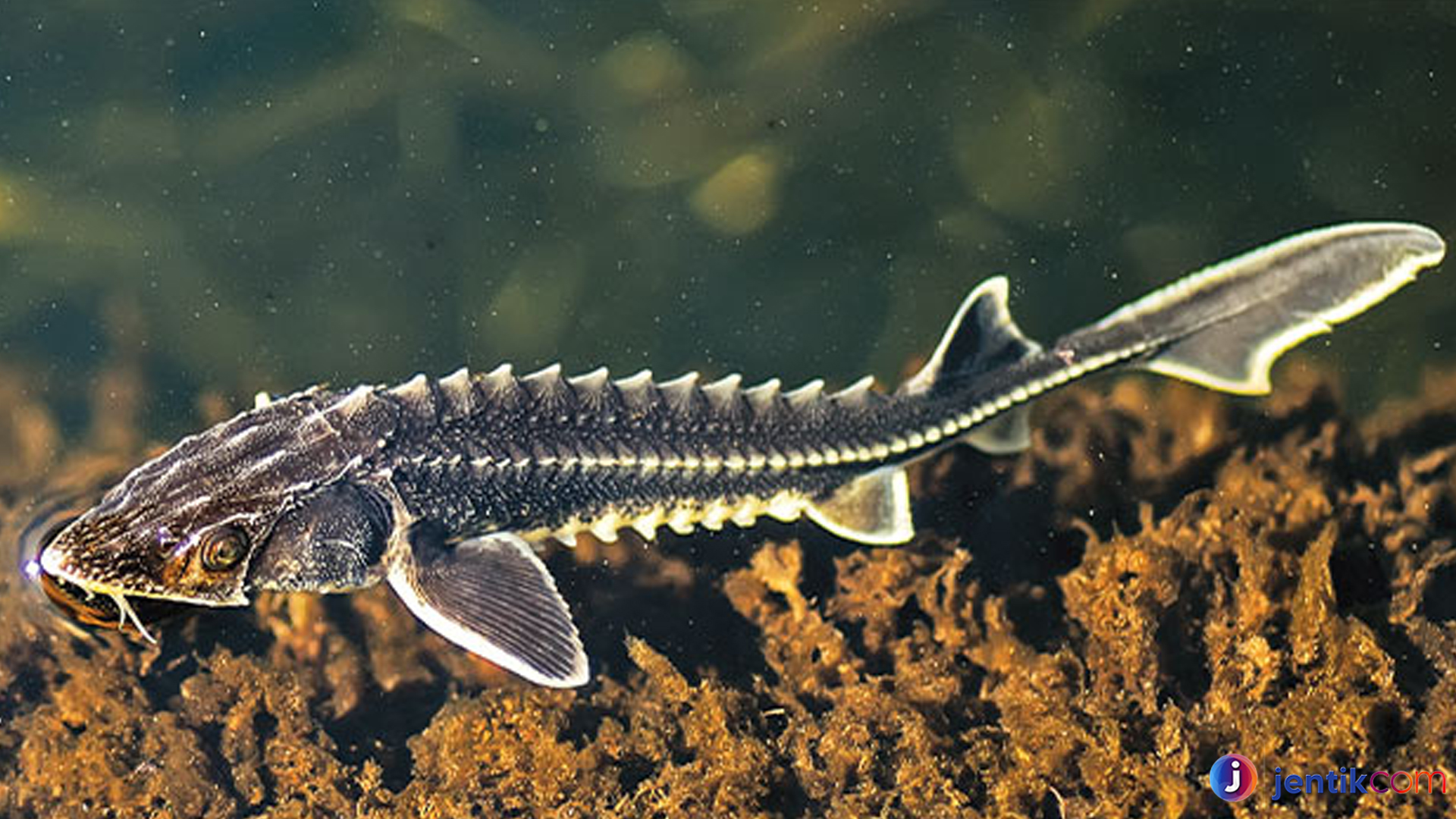 Mengenal Ikan Sturgeon, Raja Ikan yang Jadi Primadona Kaviar