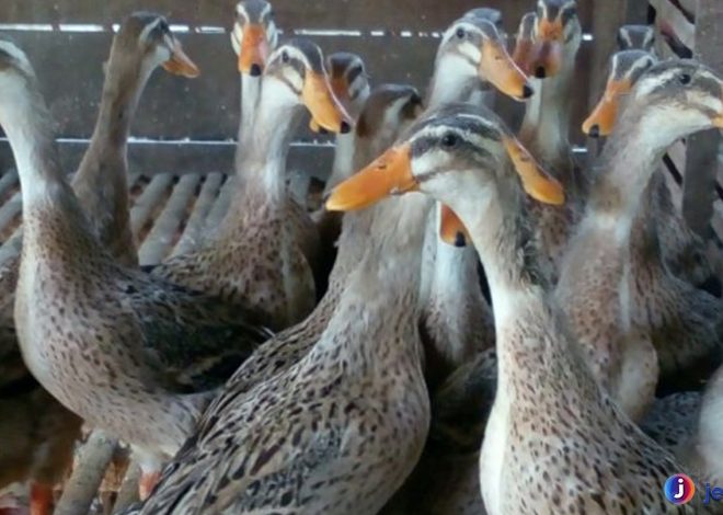 Mengulik Keunikan Itik Alabio, Sang Raja Kolam Indonesia