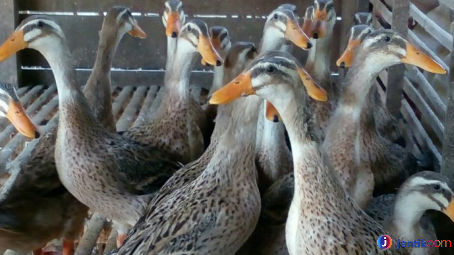 Mengulik Keunikan Itik Alabio, Sang Raja Kolam Indonesia
