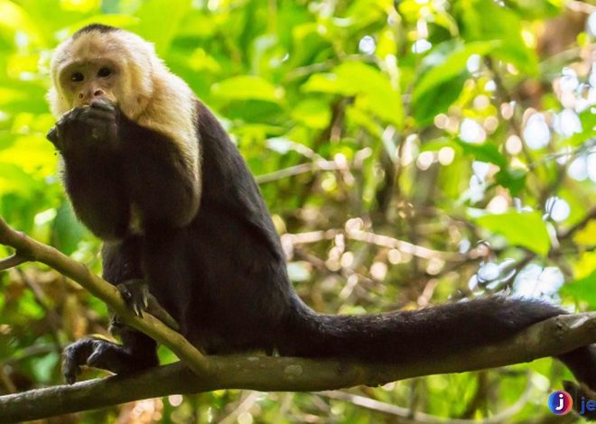 Eksplorasi Dunia Hewan Cebidae: Primata Kecil Berbakat