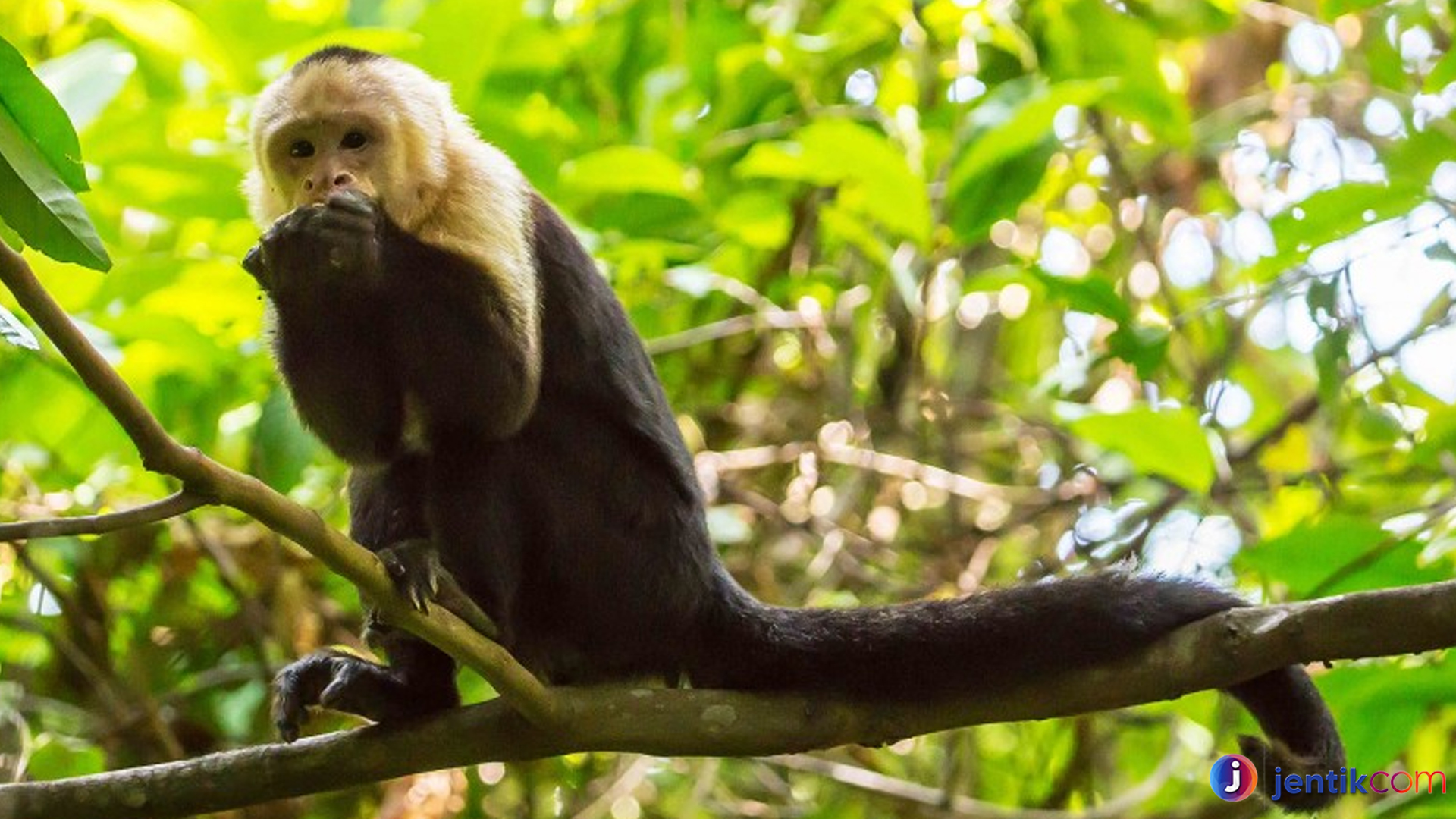 Eksplorasi Dunia Hewan Cebidae: Primata Kecil Berbakat