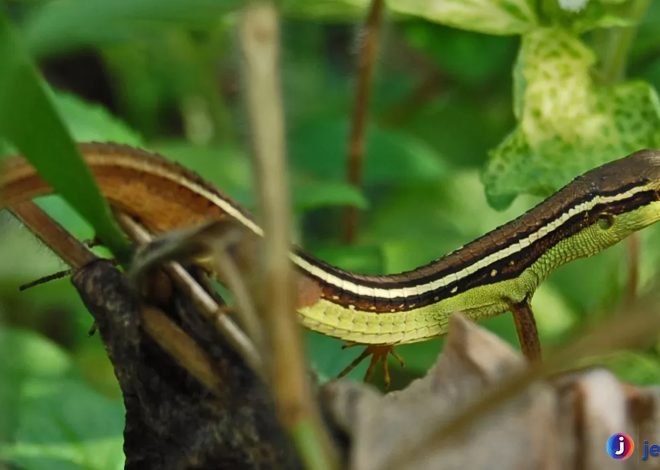 Kadal Rumput, Hewan Kecil dengan Keindahan Tersembunyi