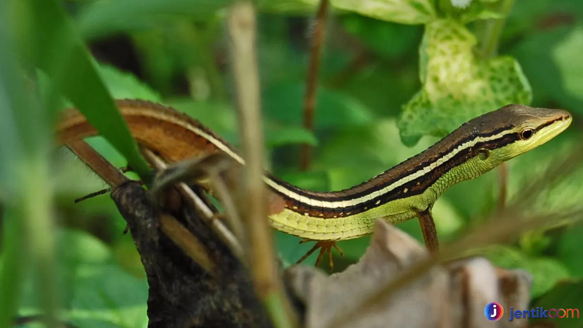 Kadal Rumput, Hewan Kecil dengan Keindahan Tersembunyi