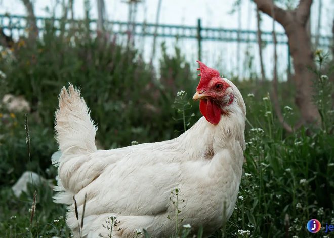 Ayam Leghorn: Si Pencetak Telur Andal dari Dunia Unggas