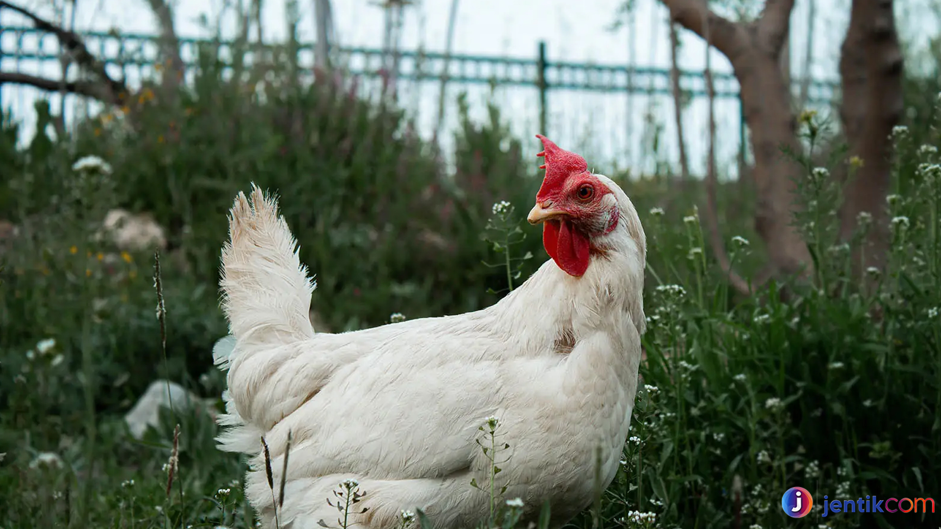 Ayam Leghorn: Si Pencetak Telur Andal dari Dunia Unggas