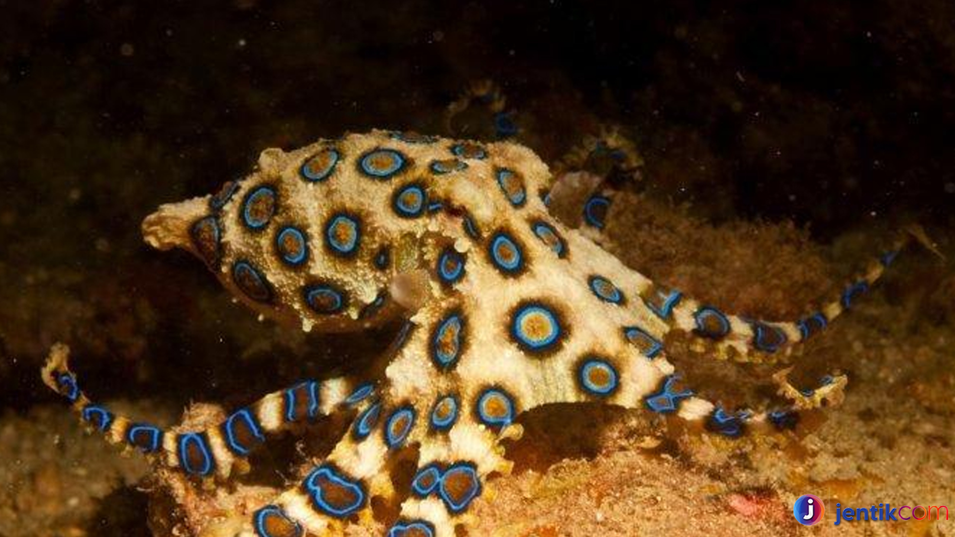 Si Kecil Mematikan: Fakta Unik tentang Gurita Cincin Biru