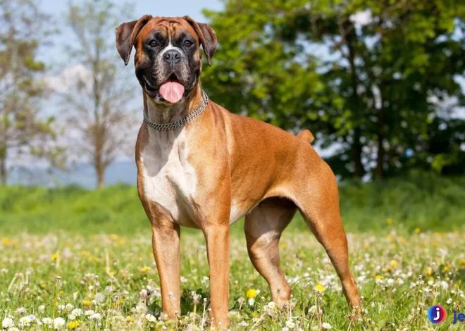 Fakta Unik Tentang Anjing Bokser yang Jarang Diketahui